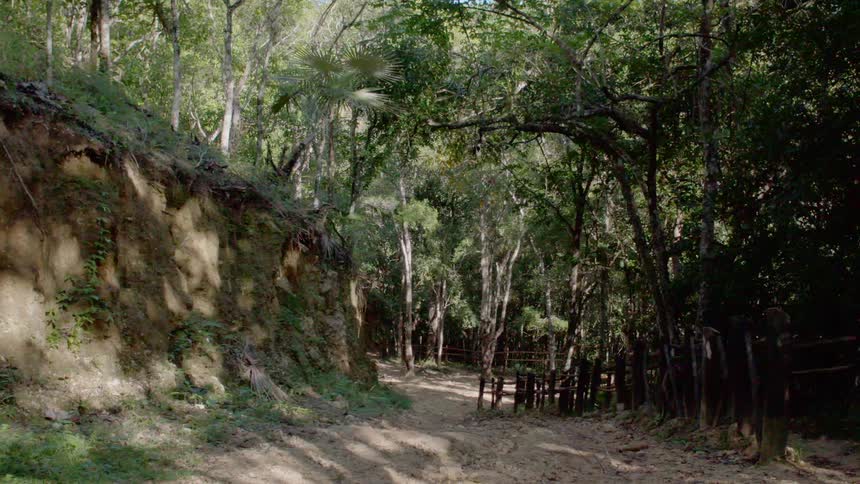 A dirt path through a woodland