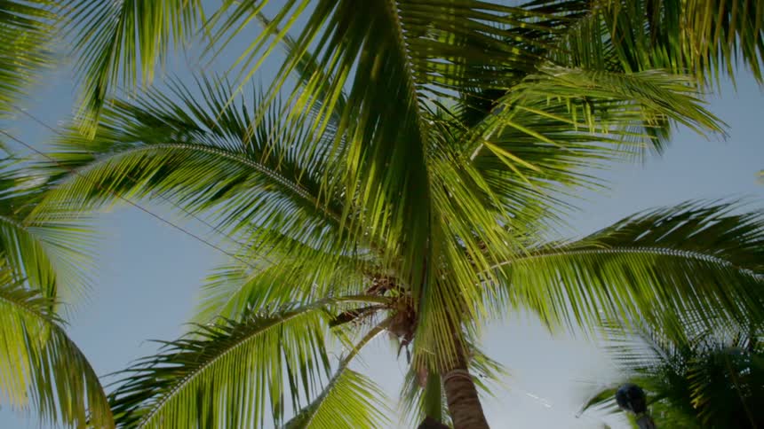 Palm trees sit under the sunny blue sky