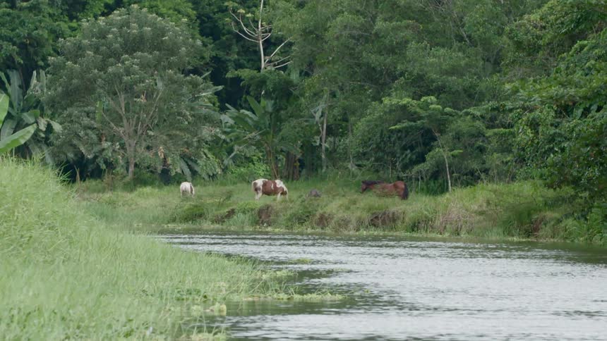 Horses graze on the riverside at the edge of the forest