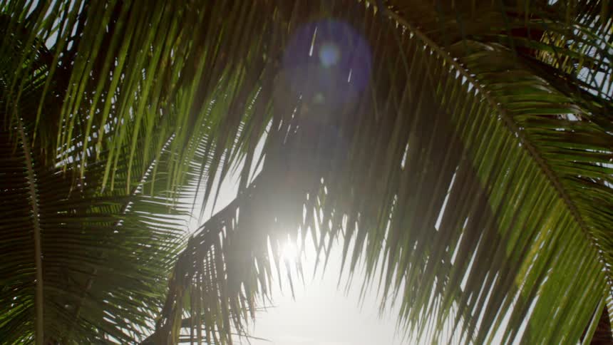 Sunlight glares through large fronds