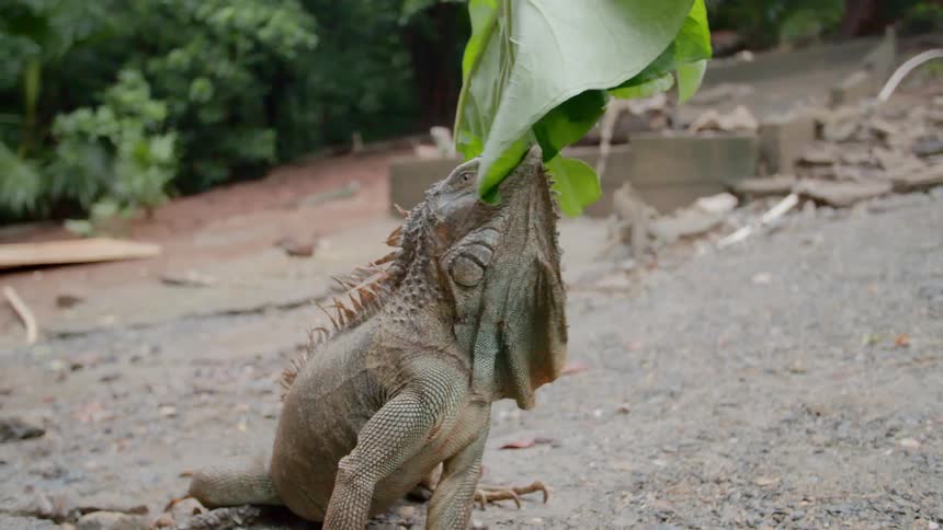 An iguana chews on a large green leaf