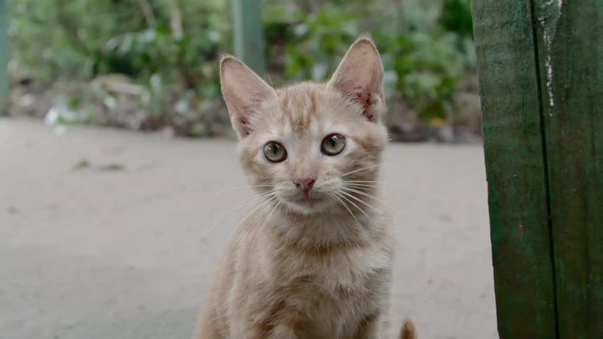 Yellow kitten looks around in the garden