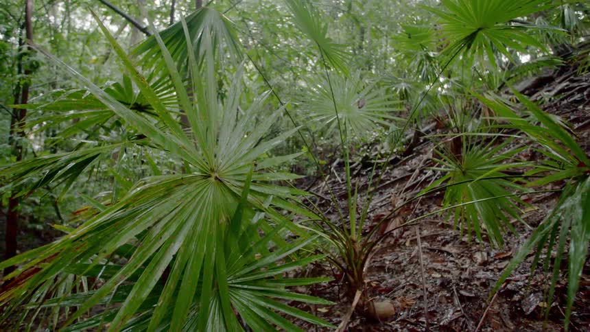 Large plants growing in soil