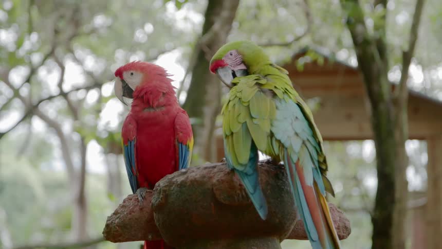 Two colorful parrots sit outside on a perch