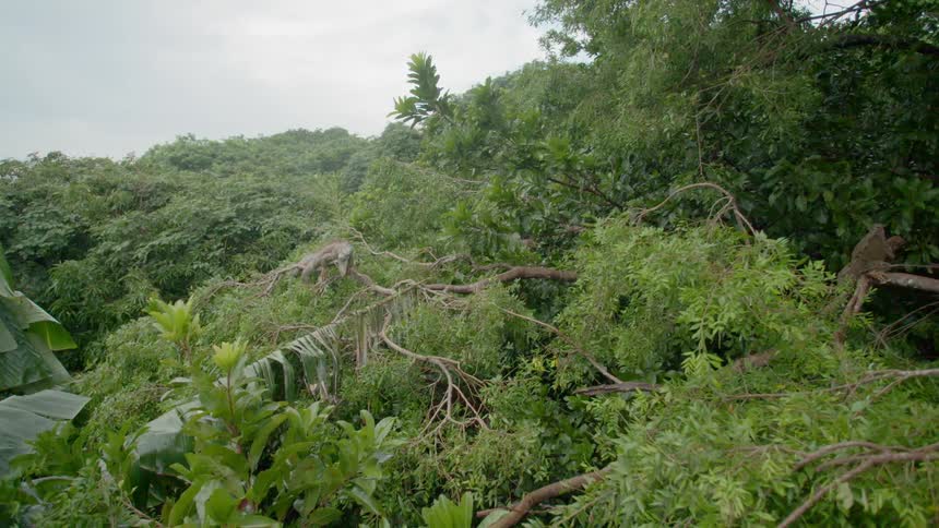 A breeze blows the branches of trees in a forested area