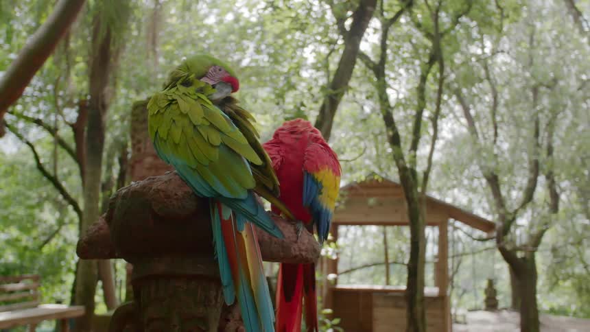 A green and a red parrot perch on a totem with trees in the background