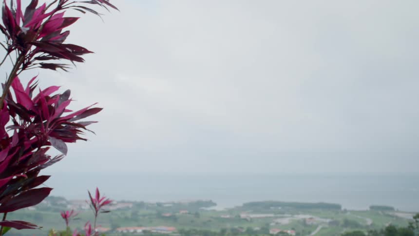 Purple flowers on a hillside near a coast