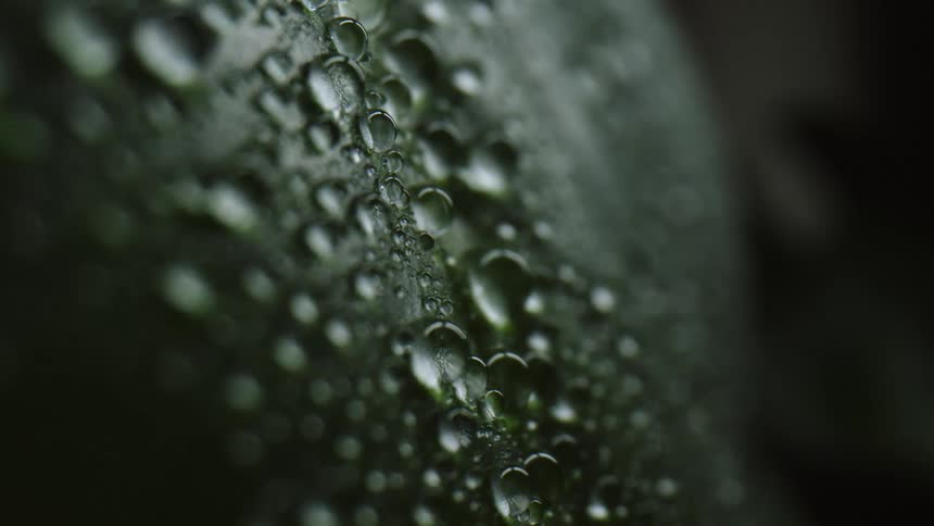 Drops of dew on a plant