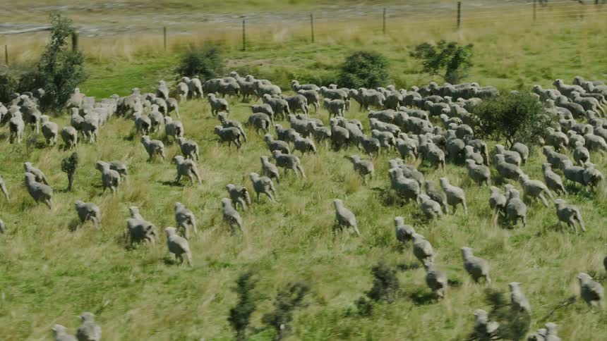 A herd of sheep run to a fence in a pasture