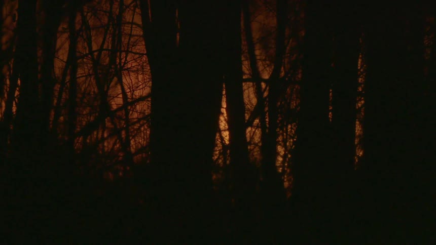 Fire engulfing trees