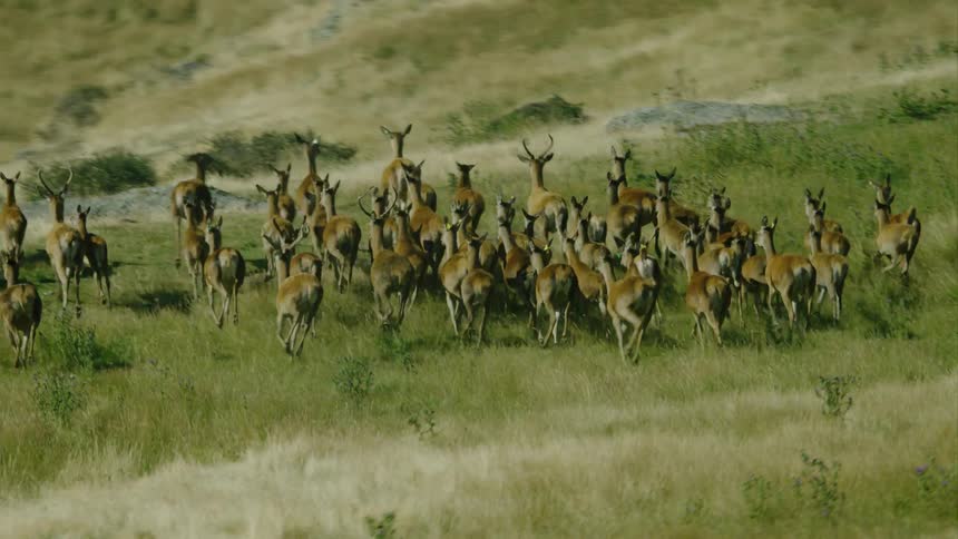 A herd of deer run over grasslands