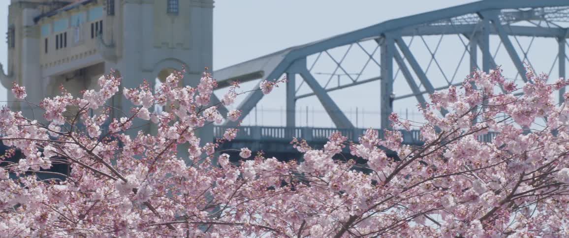Cherry blossom trees with a bridge in the background