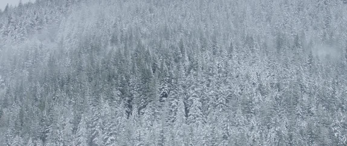 A forest with pine trees covered in snow