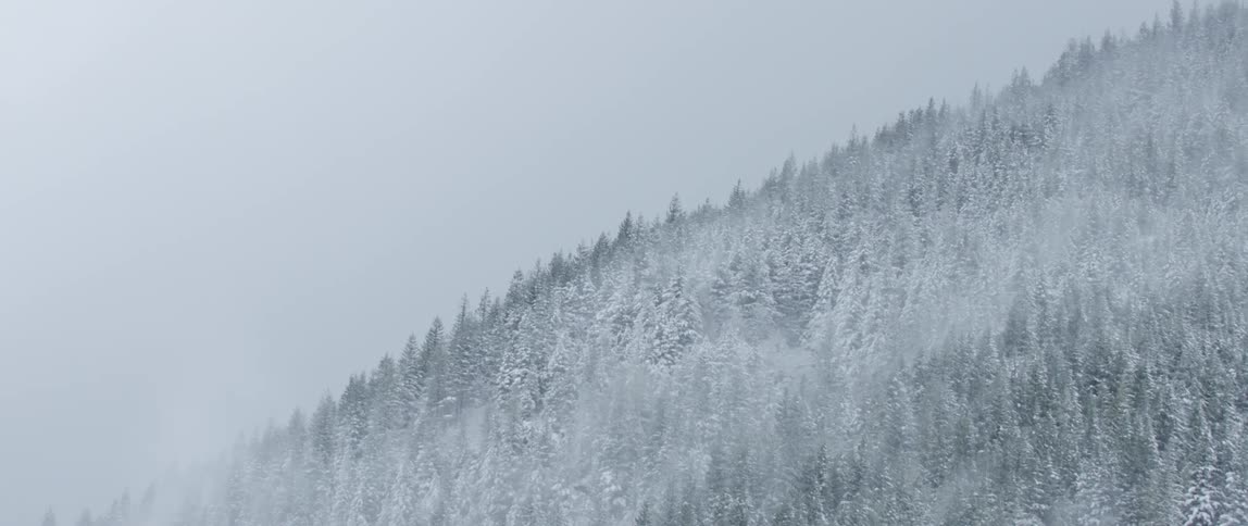 A pine forest on a mountain slope covered in fog and snow