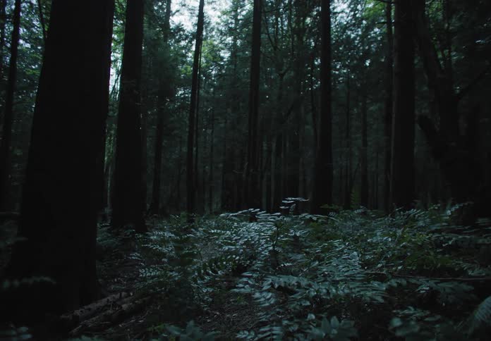 Plants grow in a very deep and dark forest