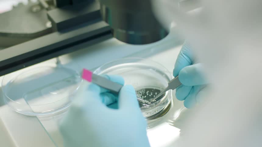 A person in latex gloves and a lab coat using metal tools to manipulate small beads submerged in a liquid in a petri dish