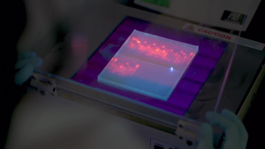 A person in latex gloves lifting the clear covering of a case containing a glowing square object