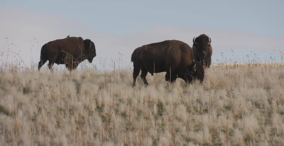 Bison grazing on a pasture out in the wild