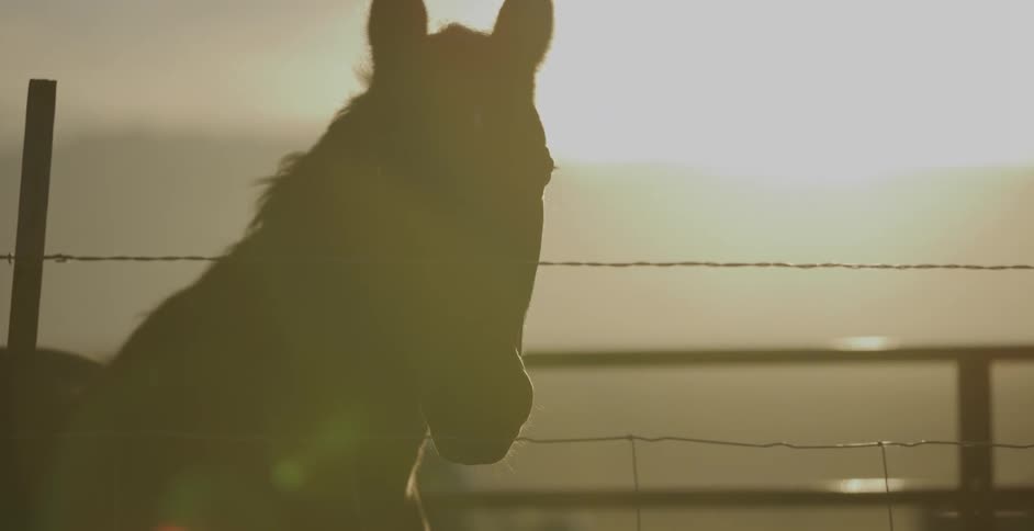 Two horses on a farm