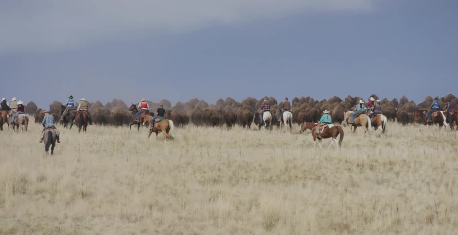 Ranchers on horses in a pasture herding bison at midday