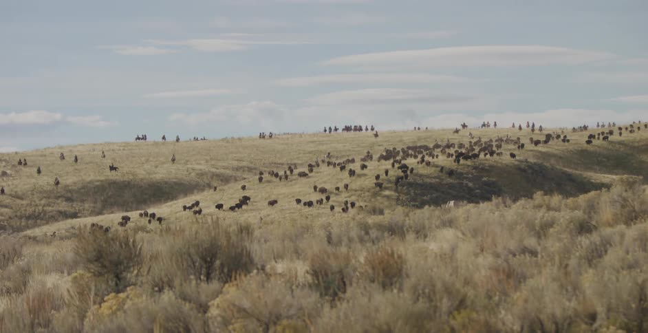 Cowboys herding cattle on the hills