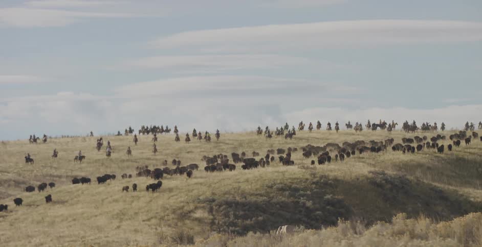 A large group of people of horses driving a large herd of cattle through a hilly grassland