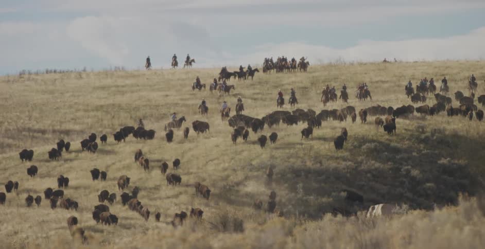 A herd of bison move across a grassy area followed by cowboys on horses