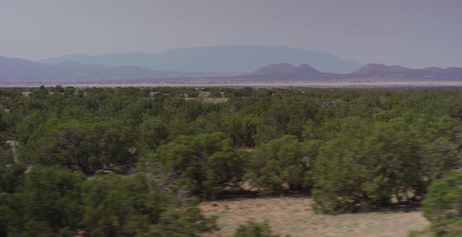 Bushes and shrubs scattered around a desert like landscape