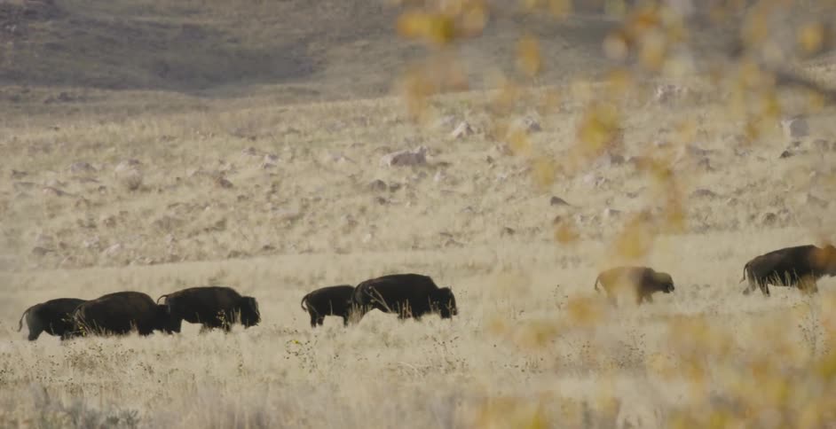Buffalo running across the ground