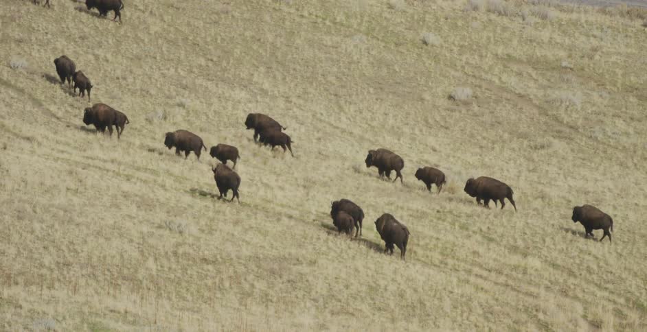 Herd of buffalo climbing up grassy hill