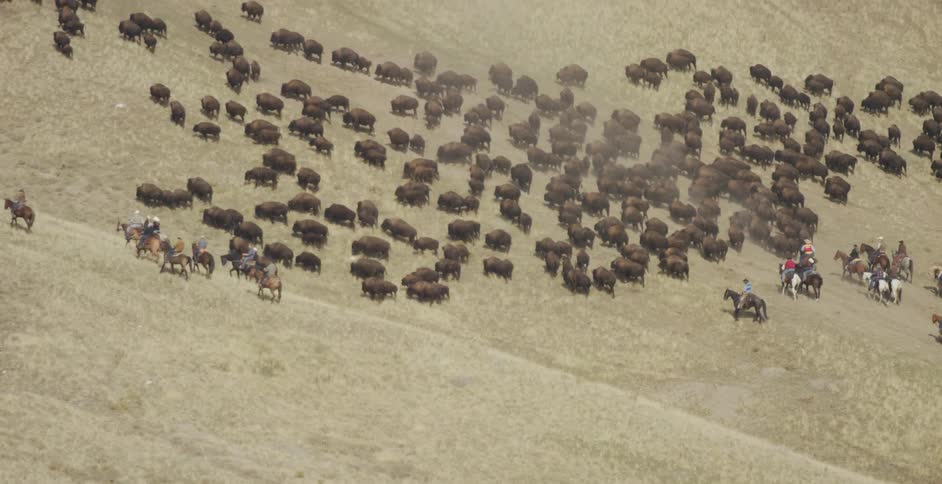 Cowboys herding cattle on a slope