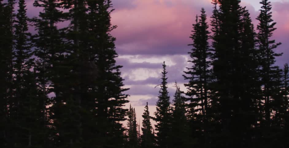 Fir trees make up a dense forest