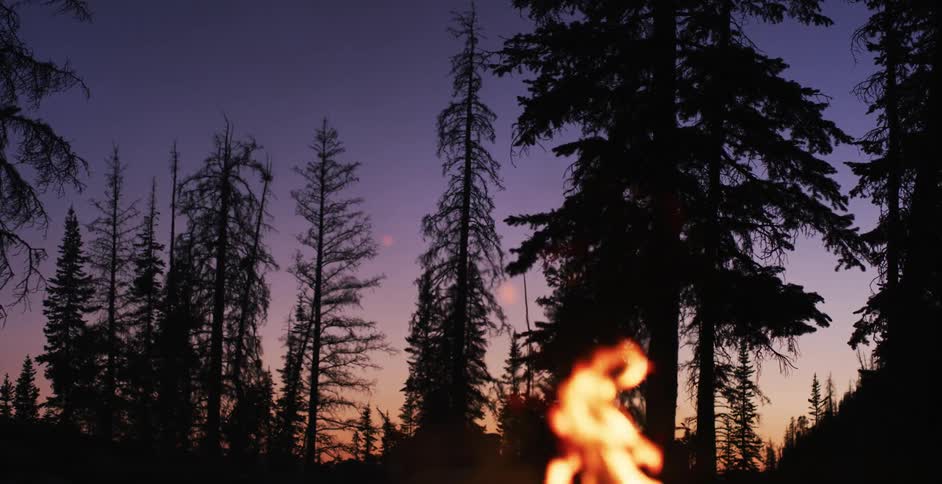 Contained flames rise in a forest
