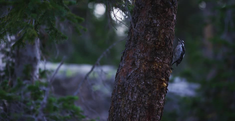 A bird pecks at a tree trunk