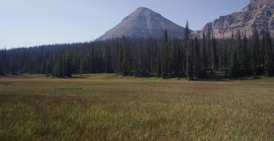 Conifer forest separates grass covered plain from mountains