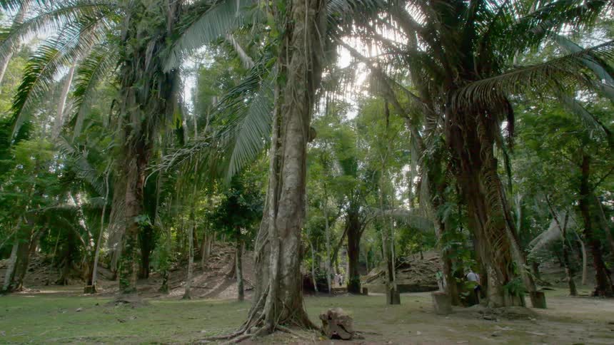Tall trees covered in vines in a forest
