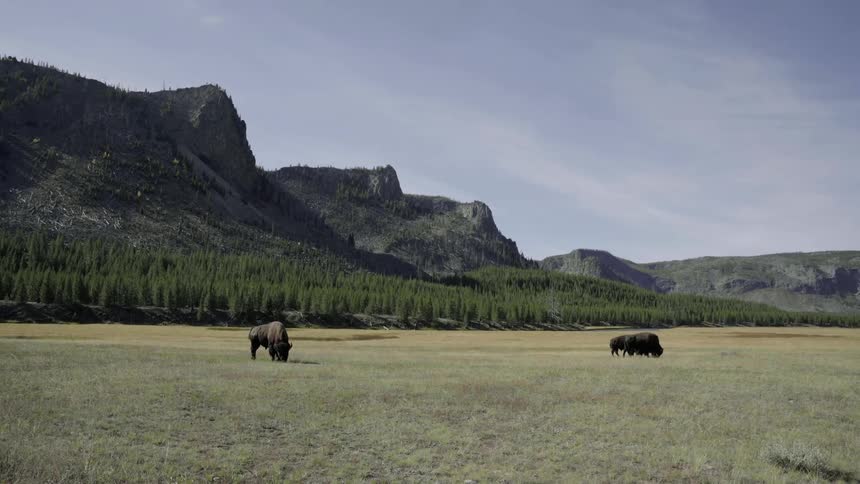 Several bison graze in a wide grassland near mountains