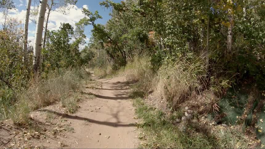 A dirt road with trees and the sky in the foreground