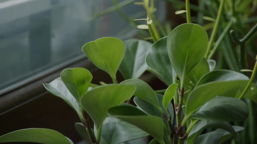 Green house plants sit by an apartment window