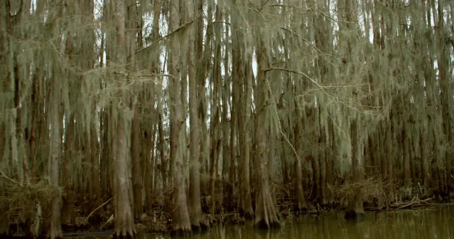 Tall trees stand in the water of the lake