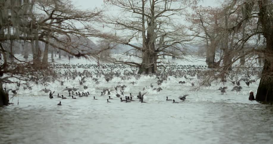A large flock of birds lift off from the surface of a body of water