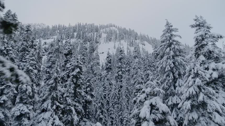 Flying up a mountain slope thru snow covered trees