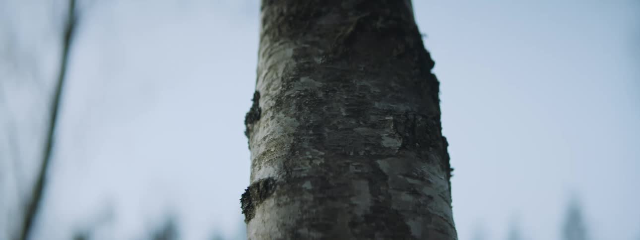 Bark covers a tree trunk
