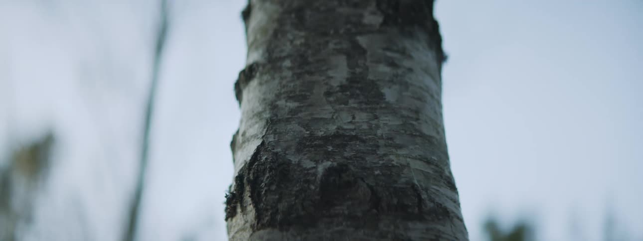 Bark on a tree trunk