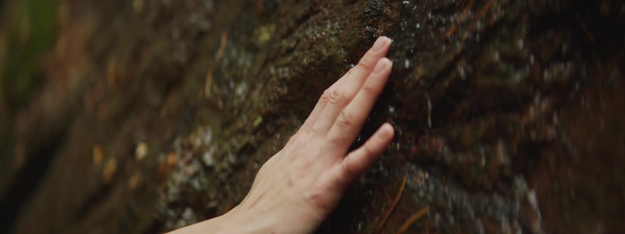 A person touches a wet tree