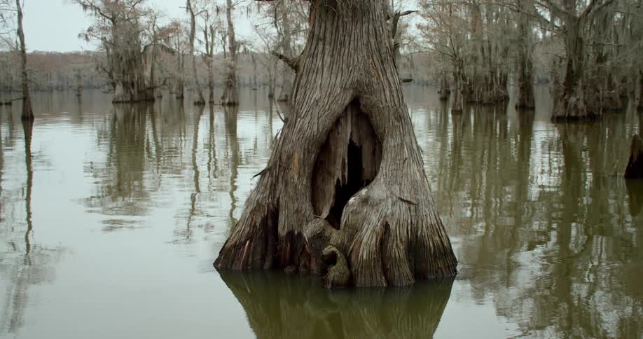 Twisted trees rise out of a swamp