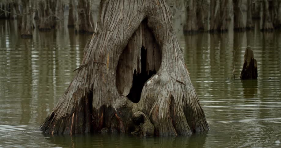 Trees in a river