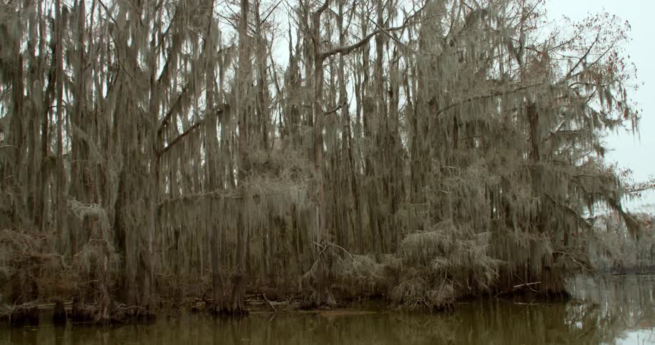 Trees growing in a marsh