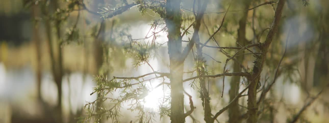 Sunlight reflected in the surface of a lake passes through tree branches