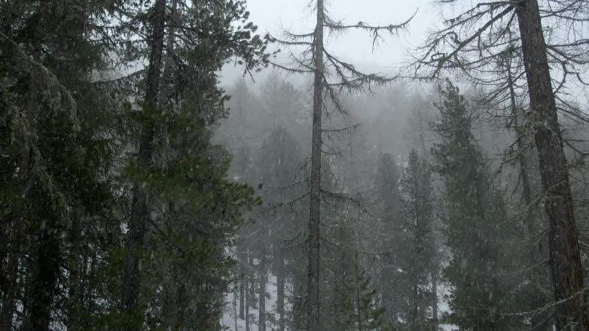 The snow falls on the forest